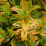 green orange and red hues of the Kaleidoscope Abelia Shrub foliage