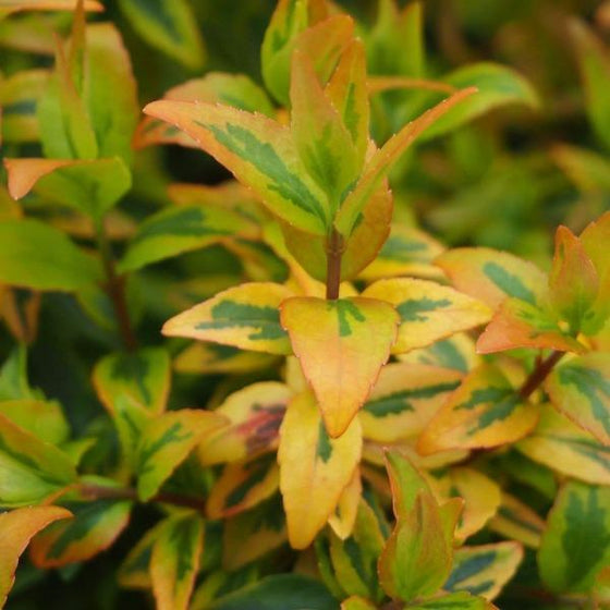 green orange and red hues of the Kaleidoscope Abelia Shrub foliage