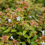 white blooms on abelia kaleidoscope
