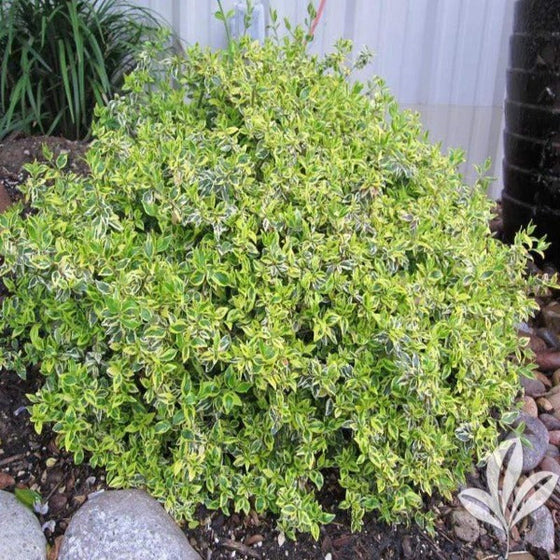 Twist of Lime Abelia from Garden Goods with green variegated leaves