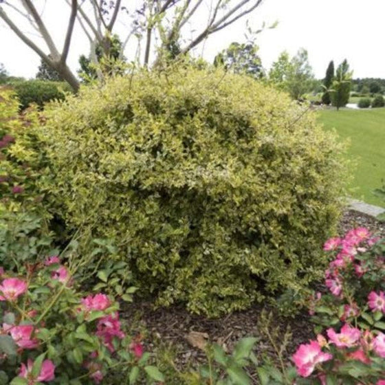 Abelia Twist of Lime Shrub in a mixed garden
