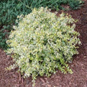 Abelia Twist of limes multicolored foliage