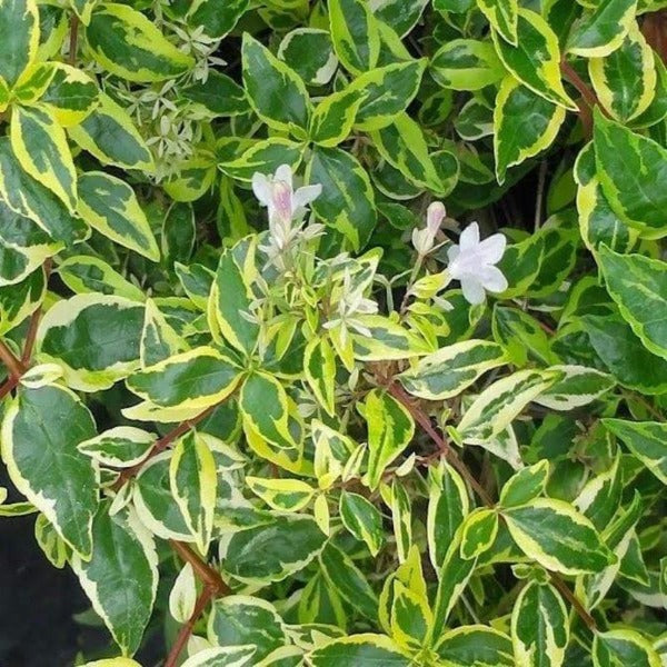 Buy Abelia Twist of Lime Shrubs Online | Garden Goods Direct