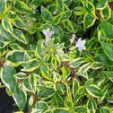 Light green variegated leaves of twist of Lime Abelia