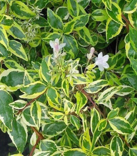 Abelia Twist of Lime