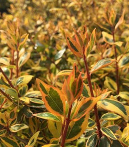 Abelia Twist of Orange