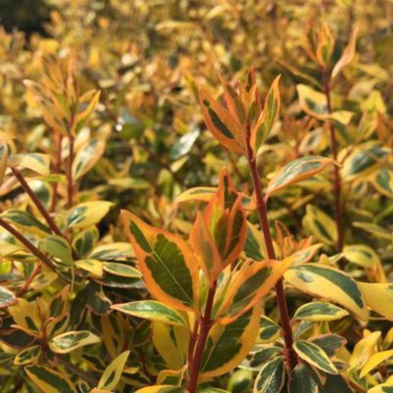 Multi-colored leaves of Twist of Orange Abelia