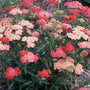 Apricot Delight Yarrow plant flowers
