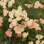 Achillea Apricot Delight with multiple colors from light pink to almost pale white