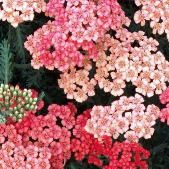 Looking down on a Apricot Delight Yarrow plant with flowers in full bloom