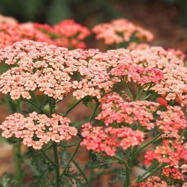 Apricot Delight Yarrow | Soft Apricot Achillea for Full Sun
