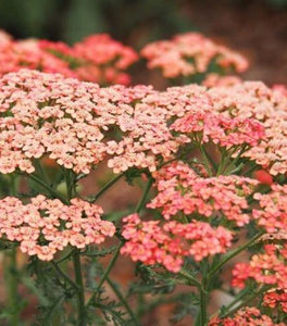 Achillea Apricot Delight