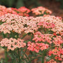 A closer look at Apricot delight Yarrow with pink and white flower clusters