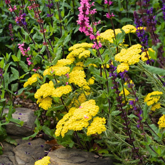 golden yellow achillea moonshine blooms mixed in with salvia plants in a garden