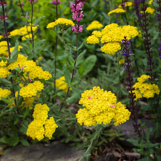 golden yellow achillea moonshine blooms mixed in with salvia plants in a garden