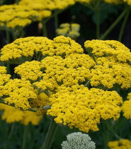 Achillea Moonshine