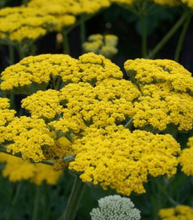 Achillea Moonshine