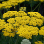 Clusters of Bright Yellow Flowers on Achillea Moonshine