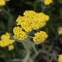 closer look at The bright golden yellow flower of Moonshine Yarrow
