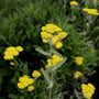 silvery foliage of the Achillea Moonshine