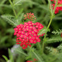 deep red flowers of Achillea Paprika popping out of green foliage