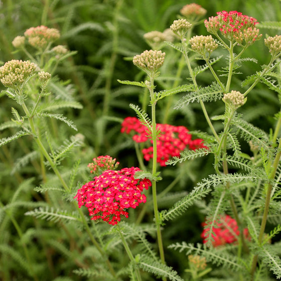 Achillea Paprikas bright red flower clusters with dots of orange in the center