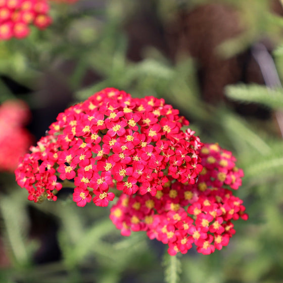 close up of bright red achillea blooms