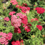vibrant orange red perennial
