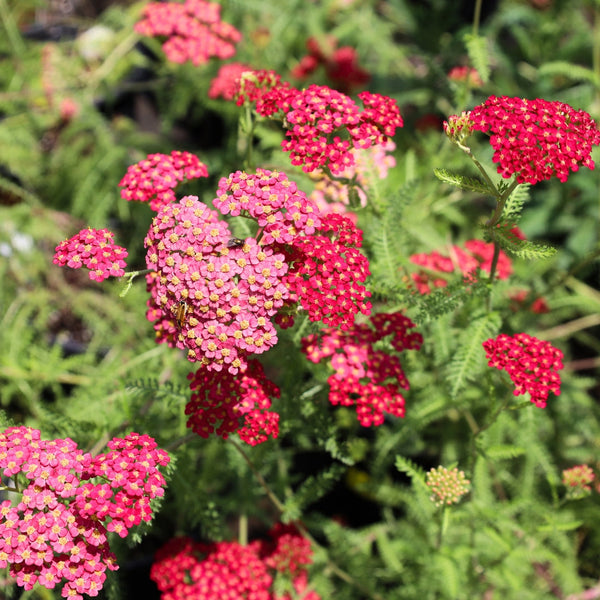 1 gal. Lilac Pink Yarrow Plant  Yarrow plant, Pink yarrow, Plants