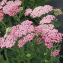 Achillea Pink grapefruit in perfect blooms with a hint of other darker blooms