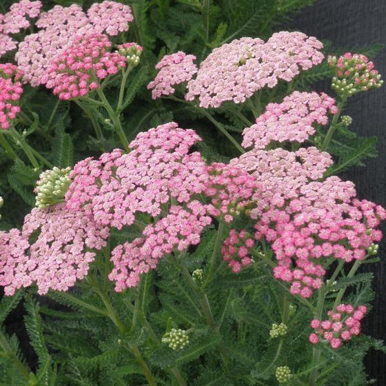 Achillea Pink grapefruit in perfect blooms with a hint of other darker blooms