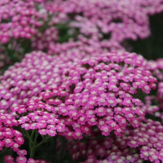 Up close on full Pink Grapefruit Achillea with nice pink blooms