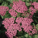 Pretty pink blooms from a Pink Grapefruit Achillea 