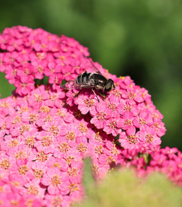 Achillea Pink Grapefruit