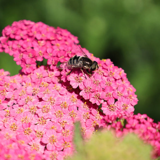 CLOSE UP OF POLLINATOR ON HOT PINK ACHILLEA GRAPEFRUIT