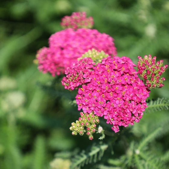 VIBRANT PINK ACHILLEA BLOOMS