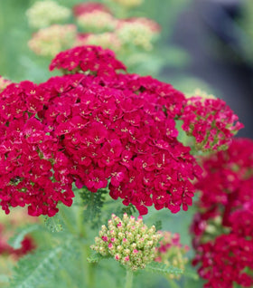 Achillea Pomegranate