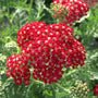 Bright red contrasts well with the green foliage of Achillea Pomegranate