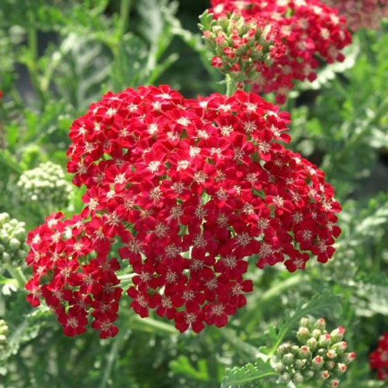Bright red contrasts well with the green foliage of Achillea Pomegranate