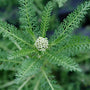 A young flower bud on Achillea Pomegranate