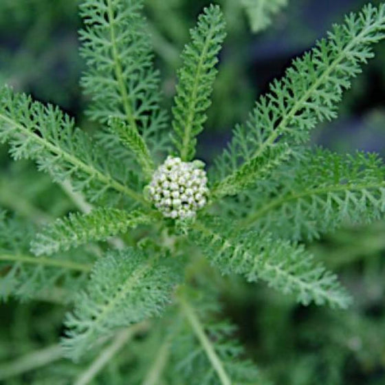 A young flower bud on Achillea Pomegranate