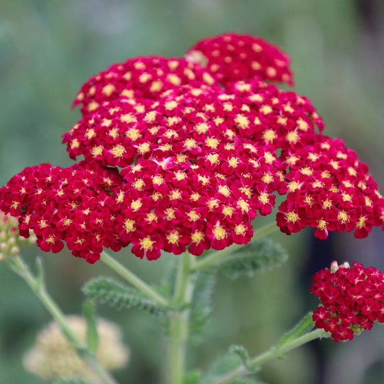 Buy Achillea Strawberry Seduction Online | Garden Goods Direct