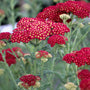 close up of the rich red flowers of Achillea Strawberry seduction