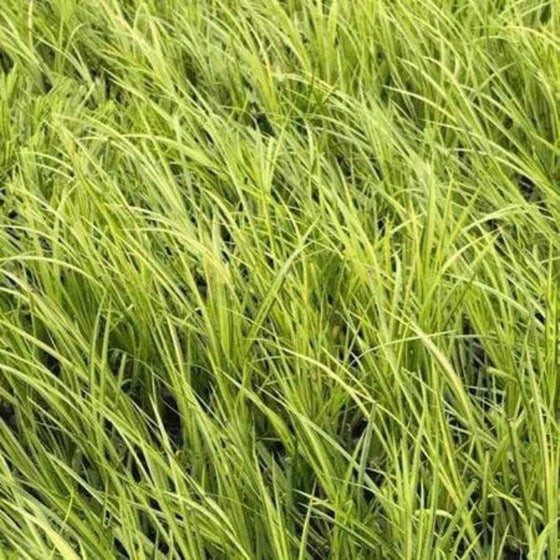 Acorus Ogon is a semi-evergreen perennial grass with richly colored yellow and green leaves