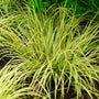 Acorus gramineus Ogon is a semi-evergreen perennial ideal for wetlands known for their distinctive variegated bi-colored leaves