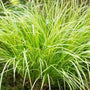 Acorus Ogon, Golden Variegated Sweet Flag, is known for its narrow striped leaves arching into a graceful tuft