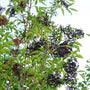 Adams Elderberry growing in a sunny garden with vigorous upright form, lush green foliage, and a full native shrub habit