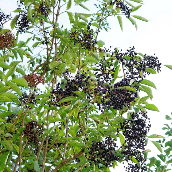 Adams Elderberry growing in a sunny garden with vigorous upright form, lush green foliage, and a full native shrub habit