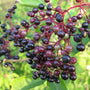 Adams Elderberry planted in a mixed native border with flowering perennials and shrubs, adding edible fruit and habitat value