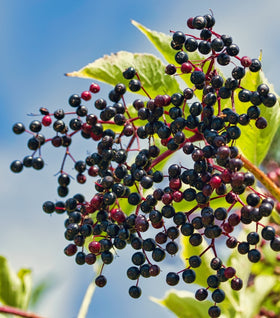 Adams Elderberry